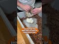Collecting the SMALLEST Clutch of Ball Python Eggs ever at BOF