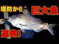 【離島遠征】夜の堤防は巨大魚の巣窟！？巨真鯛現る！！