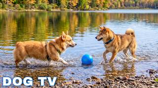 12 Hours of Dog TV for Dogs to Watch Relax 📺 Stop Separation Anxiety 🎹 Peaceful Soft Melodies 🐾