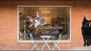 Coffee Cats Coffee at Cattfeinated Cat Cafe Greensburg PA