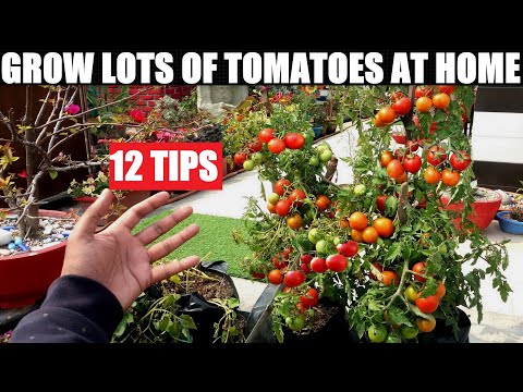 Vídeo: Growing Tomatoes: Tomato Growing Tips