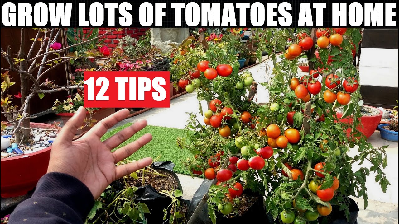 Grow Lots of Tomatoes | 12 Tips | Complete Growing Guide