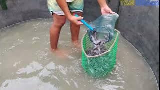 Ganito pala huhulihin ang mag hitong aalagaan para palakihin #hitonimariano @tagbisacol1156 