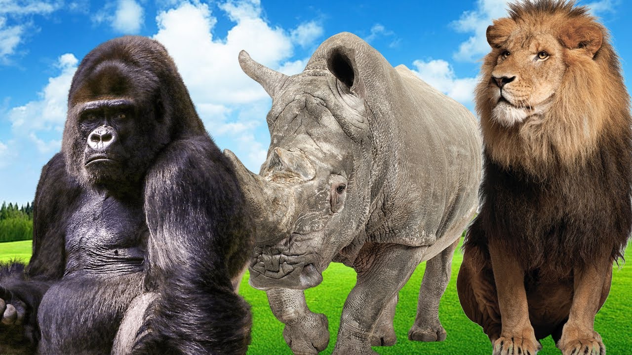 the big sound of large animals such as bulls, gorillas, rhinos, lions ...