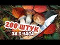 Нашел 200 БЕЛЫХ ГРИБОВ за 3 ЧАСА. Прогулка в сосновом бору