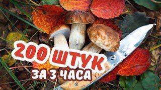 Нашел 200 БЕЛЫХ ГРИБОВ за 3 ЧАСА. Прогулка в сосновом бору