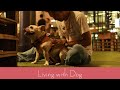 Vlog | 犬と過ごす夏の終わり