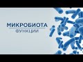 микробиом кишечника, дисбактериоз