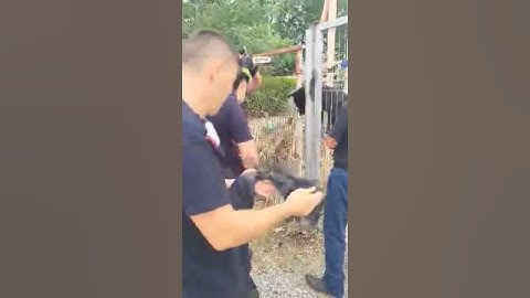 Pompierii au salvat un câine blocat într-un gard din Ploiești