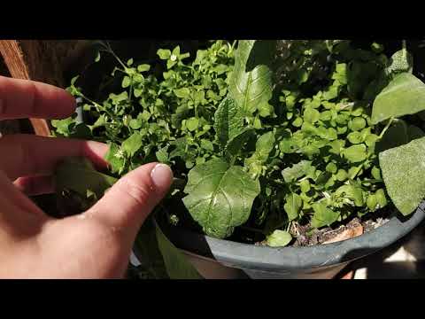 Video: Školka Okrasných Rostlin 