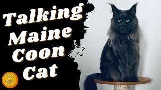 Talking Cat ( Blue Maine Coon )