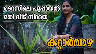 ടെറസിലെ പൂപ്പായൽ കൊണ്ടൊരു കറ്റാർവാഴ കൃഷി | How to grow Aloe Vera plant at home in Malayalam