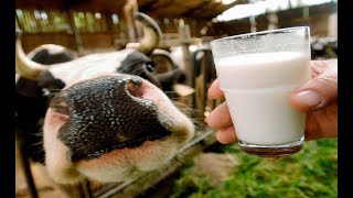 🤖🐄В Приморье роботы доят коров 🐮🥛