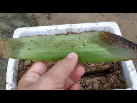 Video Trồng Nha Đam Từ Lá Có Thật Sự Thành Công Sau Hai Tuần - youtube