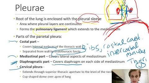 Thorax Part 2: The Pleura and Lungs for PAs