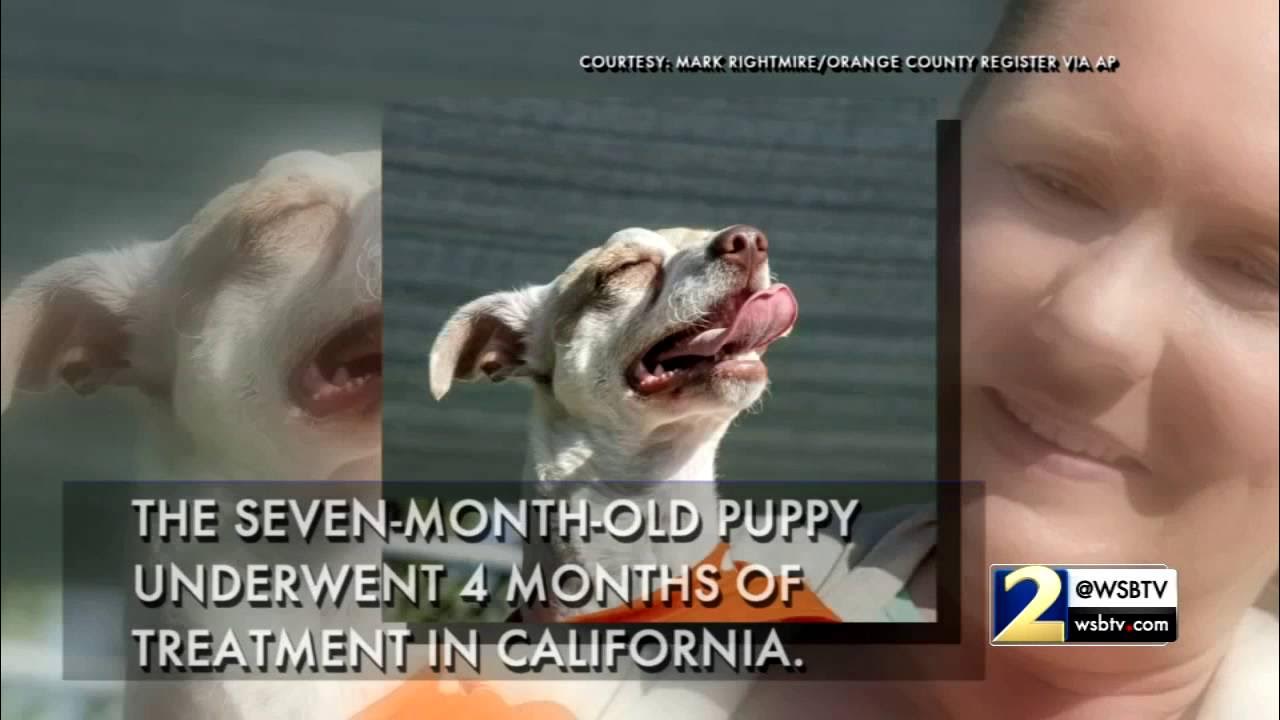 Puppy addicted to meth finally out of treatment, adopted