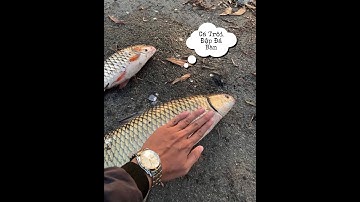 Câu Cá Trôi khổng lồ Đập Đá Bàn - Rock Fishing #2 | Ngự Vi Cá