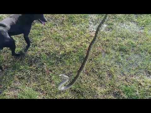 Hunting pet dog attacking snake 🐍🐕‍🦺 | Episode 4 #petdogshunterkh #huntingdog 