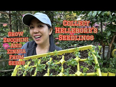 Vídeo: Colheita de sementes de heléboro - Como coletar sementes de heléboro para plantio