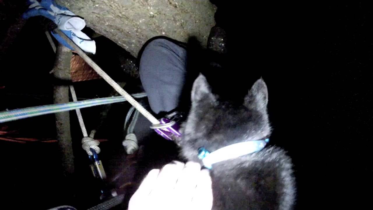 camera iphone 8 plus apk Tinker Kitty Rescue