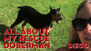 All About My Rescue Doberman