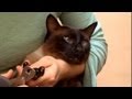 Cómo cortar las uñas de tu gato : Cómo cuidar a tu gato