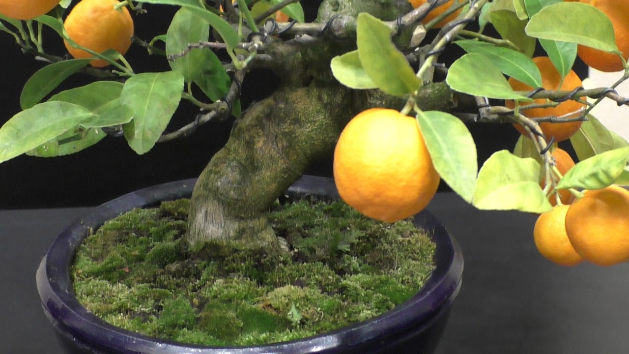 Orange Bonsai [Estimated age 25 years] オレンジ盆栽 推定樹齢 約25