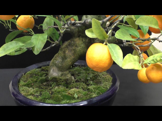 Orange Bonsai [Estimated age 25 years] オレンジ盆栽 推定樹齢 約25