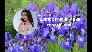 Цветок имени Инна гордый ирис