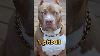 top 10 most dangerous dag breeds in the world #shots #likeandsubscribe #viralvideo #viral #dangerous top 10 most dangerous dag breeds in the world #shots #likeandsubscribe #viralvideo #viral #dangerous