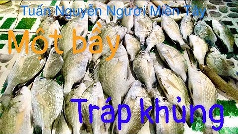 Chia sẻ cách làm thẻo và mồi câu cá tráp ( câu cá thiên nhiên ở rừng sát cần giờ).