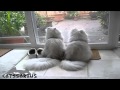 58 Cats twins  Кошки близнецы