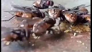 flies fighting for food