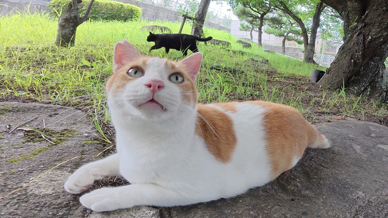 Fat cat enjoys being massaged by human and stamps his feet - YouTube