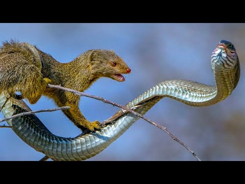 Самая опасная змея Африки - Чёрная Мамба Против Мангуста....