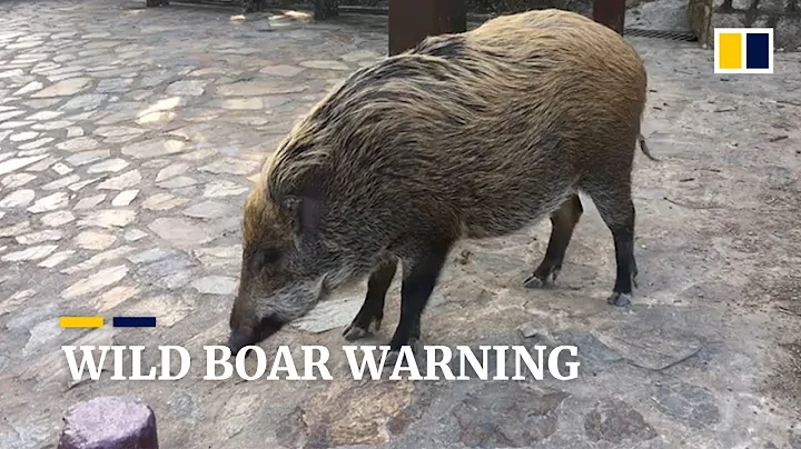 Number of wild boars caught in Hong Kong soars to five-year high - DayDayNews