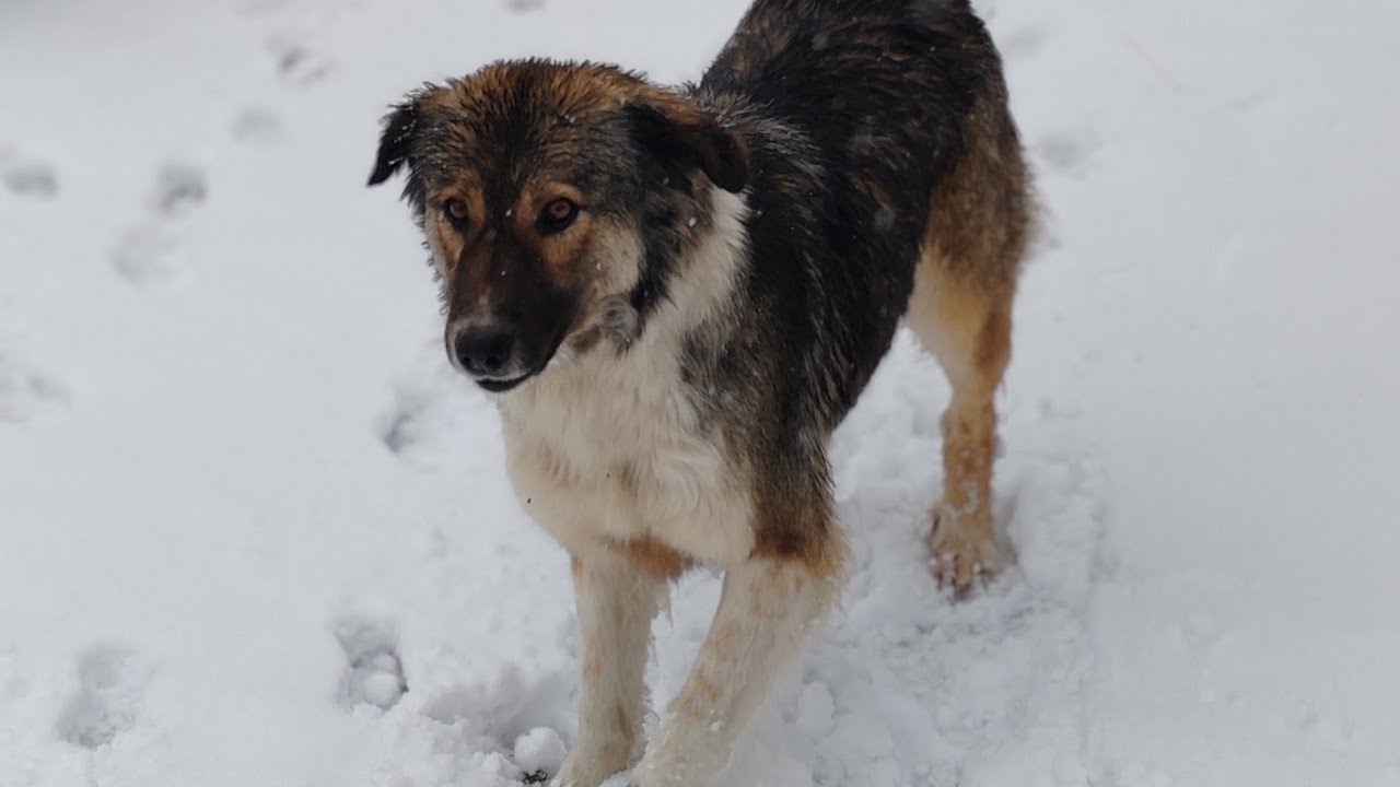 Չափերով մեծ շները ամենաշատն են թիրախավորվում