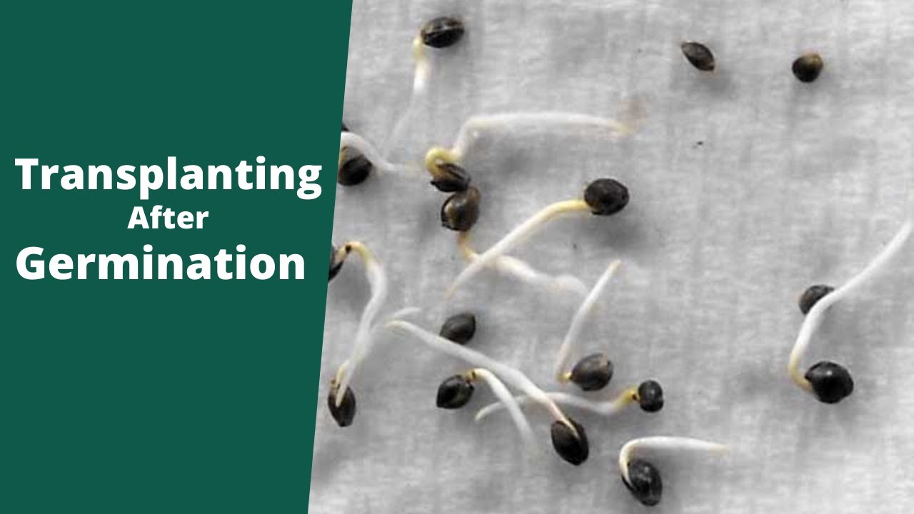 Transplant Seedlings After Germination