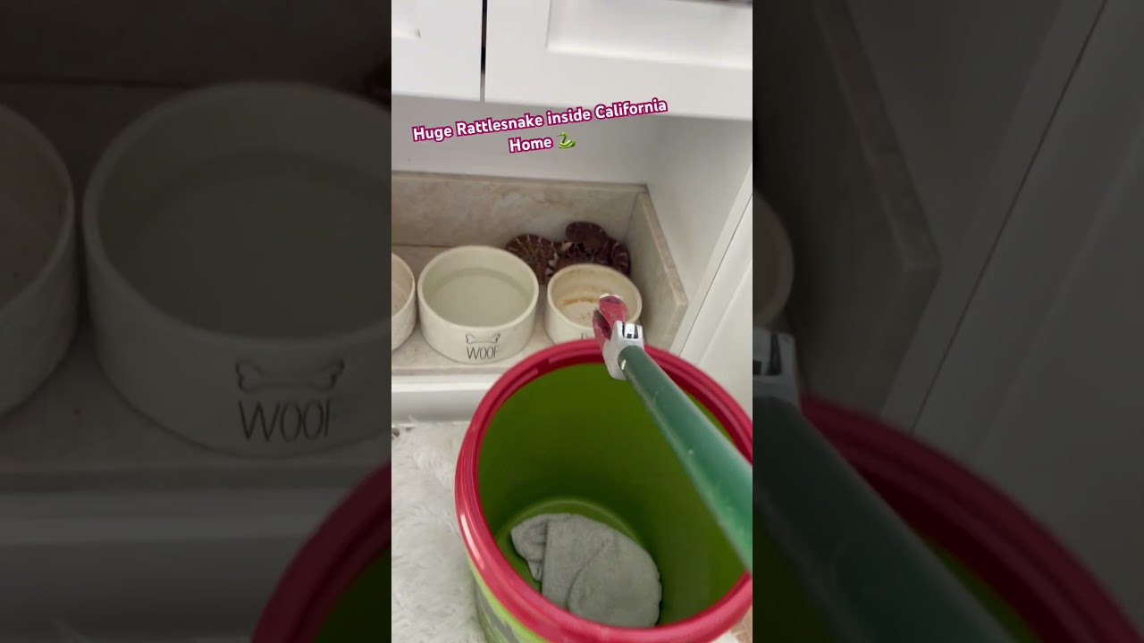 Из дома в Южной Калифорнии изъяли большую гремучую змею 🐍