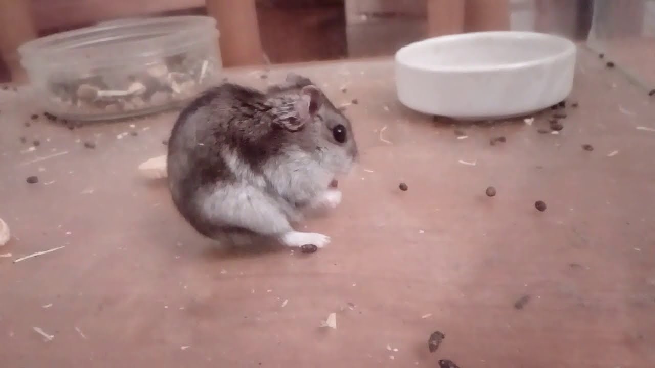 Hamster eating a worm/ Hörcsög kukacot eszik YouTube