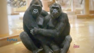 Gorilla Siblings Who Are So Close | The Shabani Group
