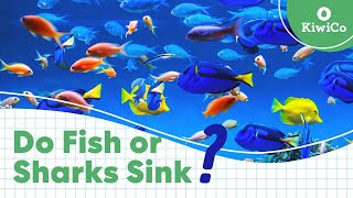 What Happens When Fish and Sharks Stop Swimming | KiwiCo