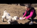 eğlenceli kuzu videosu kuzuların süt savaşı