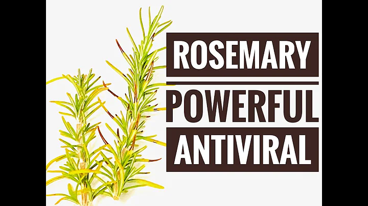 Rosemary - A Powerful Antiviral Agent for lots of ...