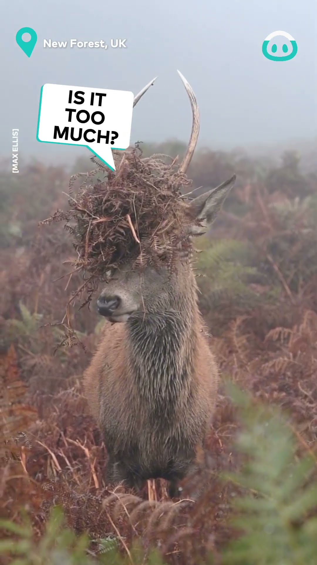 Young Red Deer Tries New Look || ViralHog