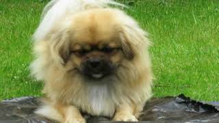 Finlay the Tibetan Spaniel and the bone by Carlton Hall 252 views 5 years ago 1 minute, 4 seconds