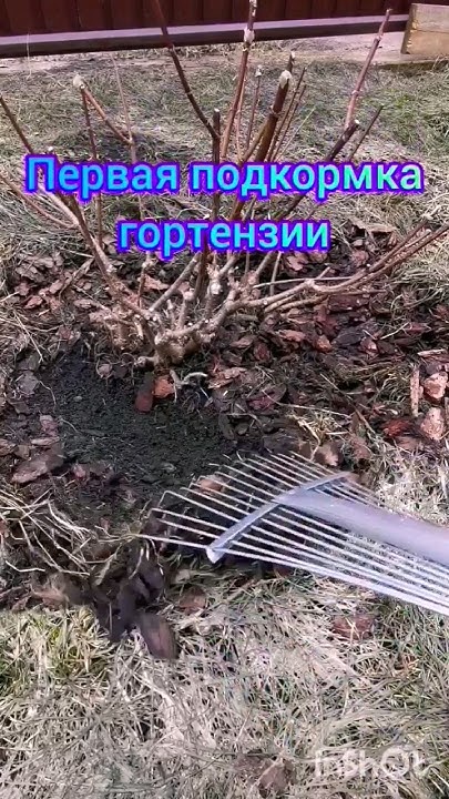 Первая подкормка гортензии - YouTube