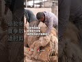【新疆駱駝也穿上了夏裝】近日，新疆塔克拉瑪干沙漠邊緣，百餘只駱駝剪毛「脫冬衣」。駱駝冬絨厚重，夏季散熱受阻，適時剪毛利於健康成長。駝絨素有「軟黃金」美譽，保暖輕盈，品質上乘，高端紡織市場供不應求。