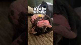 Don’t do it!!! 🤣#shorts #shortsfeed #dogshorts #puppy #viral #cute #funny #funnydogs #fy#viral #dog