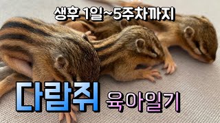 쏘쭝농장 다람쥐 육아일기(생후1일차~생후5주차 다람쥐변화모습 영상)